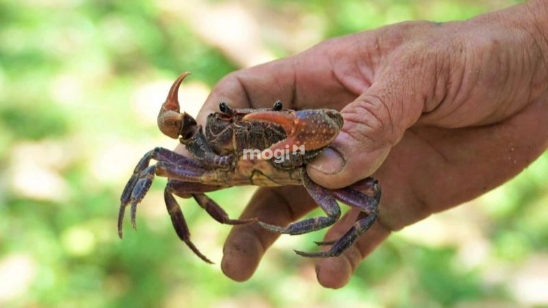 Cách giải quyết khi cua bò vào nhà