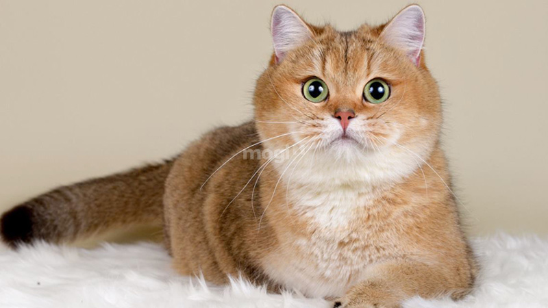 Cách hóa giải điềm xấu khi mèo vào nhà 