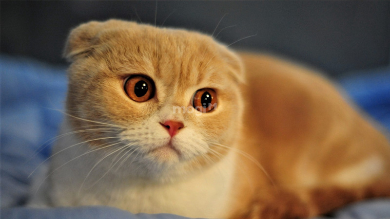 Một số mẹo dùng để tránh mèo lạ vào nhà