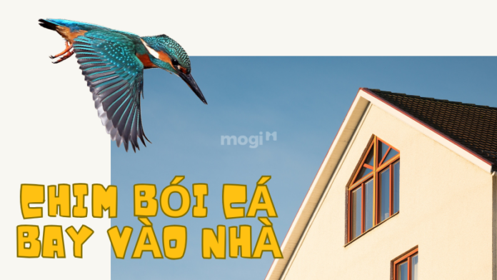 Chim bói cá bay vào nhà