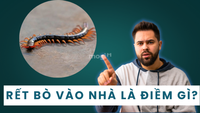 Rết bò vào nhà là điềm gì?