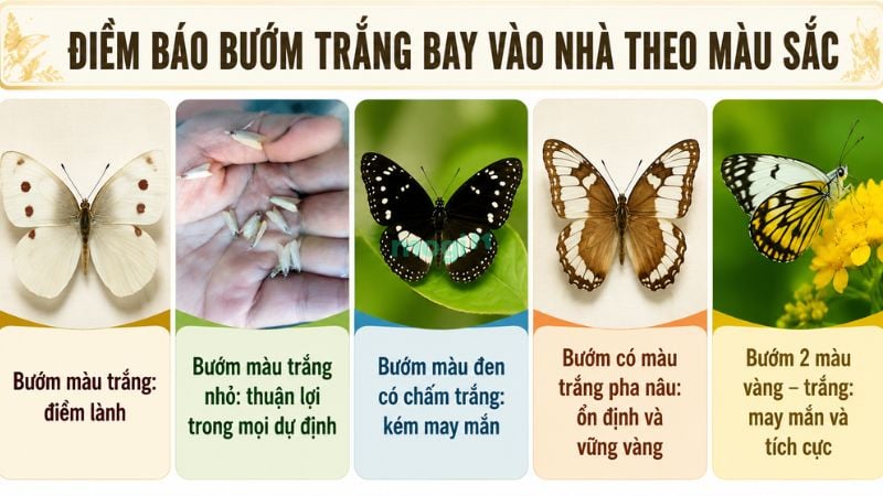 Điềm báo bướm trắng vào nhà theo loài và màu sắc