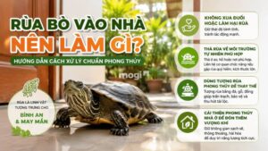 Cách xử lý khi rùa bò vào nhà chuẩn phong thủy