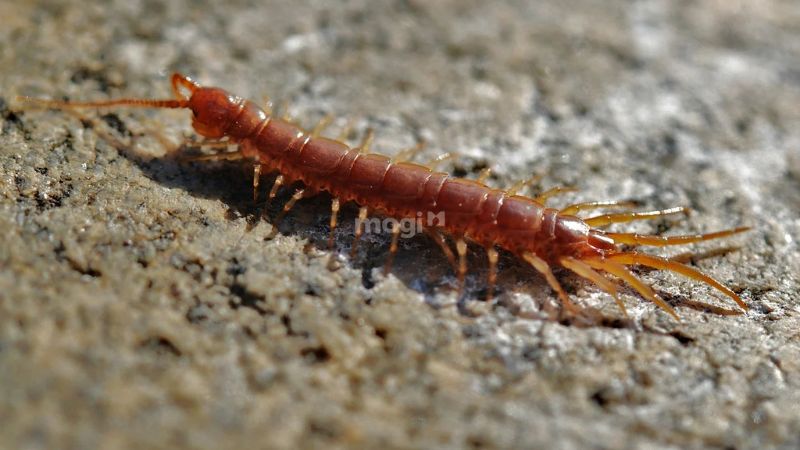 Rết Bò Vào Nhà Là Điềm Gì? Giải Mã Và Cách Phòng Tránh An Toàn 1 rết bò vào nhà là điềm gì