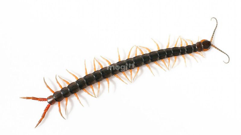 Rết Bò Vào Nhà Là Điềm Gì? Giải Mã Và Cách Phòng Tránh An Toàn 2 Rết bò vào nhà là điềm gì?