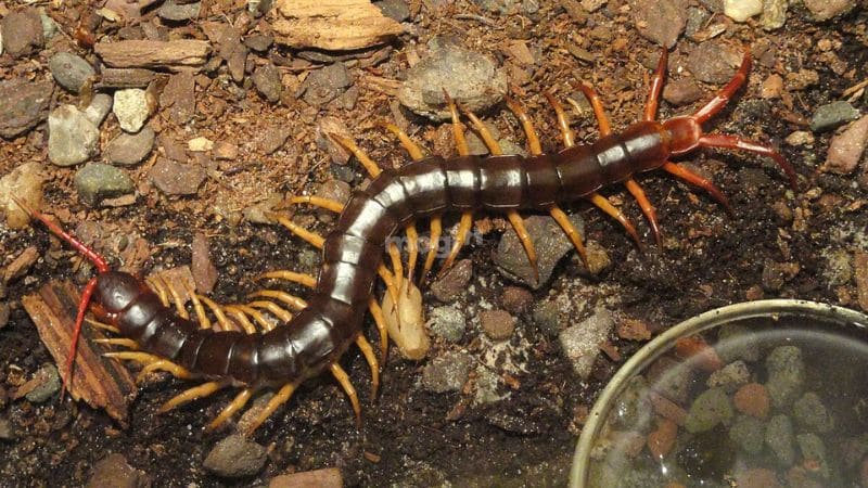 Rết Bò Vào Nhà Là Điềm Gì? Giải Mã Và Cách Phòng Tránh An Toàn 3 Điềm báo khi mơ thấy rết vào nhà