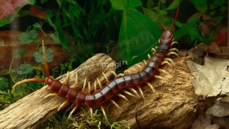 Rết Bò Vào Nhà Là Điềm Gì? Giải Mã Và Cách Phòng Tránh An Toàn 4 Tác hại của rết bò vào nhà