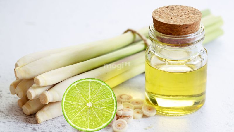 Rết Bò Vào Nhà Là Điềm Gì? Giải Mã Và Cách Phòng Tránh An Toàn 7 Cách xử lý để tránh rết bò lại vào nhà