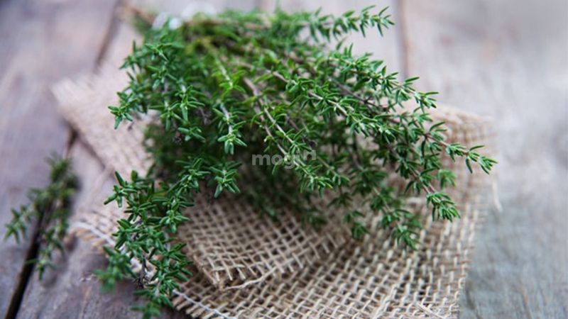 Rết Bò Vào Nhà Là Điềm Gì? Giải Mã Và Cách Phòng Tránh An Toàn 8 Cách xử lý để tránh rết bò lại vào nhà