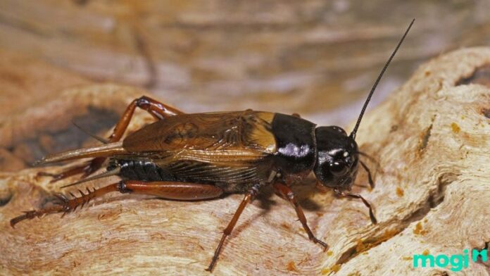 Dế vào nhà là điềm gì? Giải mã cụ thể từng trường hợp