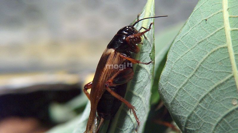 Nguyên nhân dế vào nhà