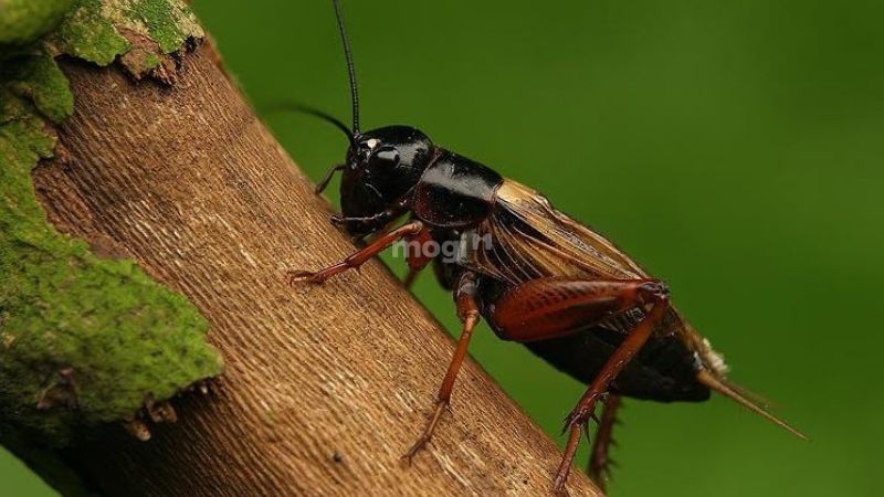 con dế vào nhà là điềm gì