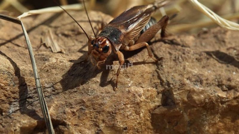 dế vào nhà theo thời gian