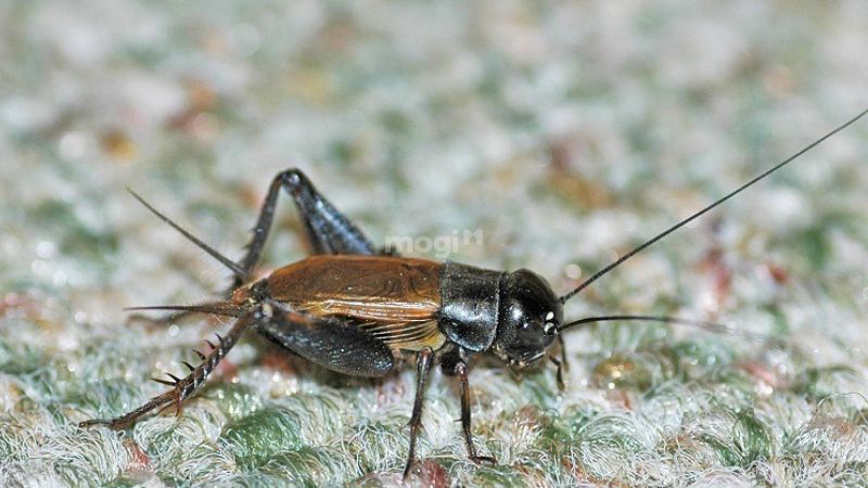 Xử lý khi dế bay vào nhà