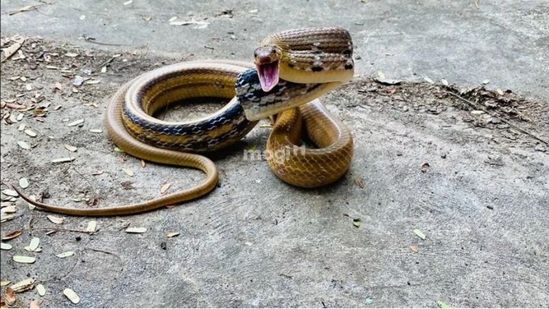 Đi đường gặp rắn là lời cảnh báo về sự gian dối trong các mối quan hệ
