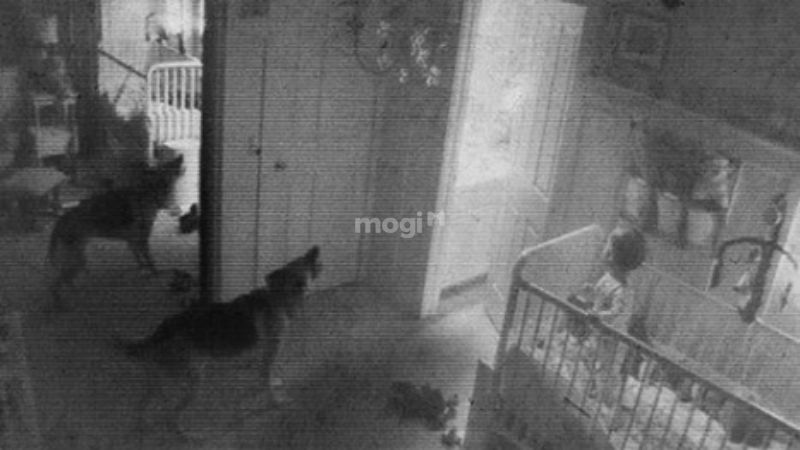 Cách nhận biết phòng trọ có ma: Dấu hiệu & mẹo kiểm tra trước khi thuê 6 Động vật như chó và mèo thường có khả năng cảm nhận năng lượng siêu hình mạnh hơn con người