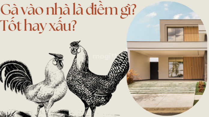 Gà vào nhà