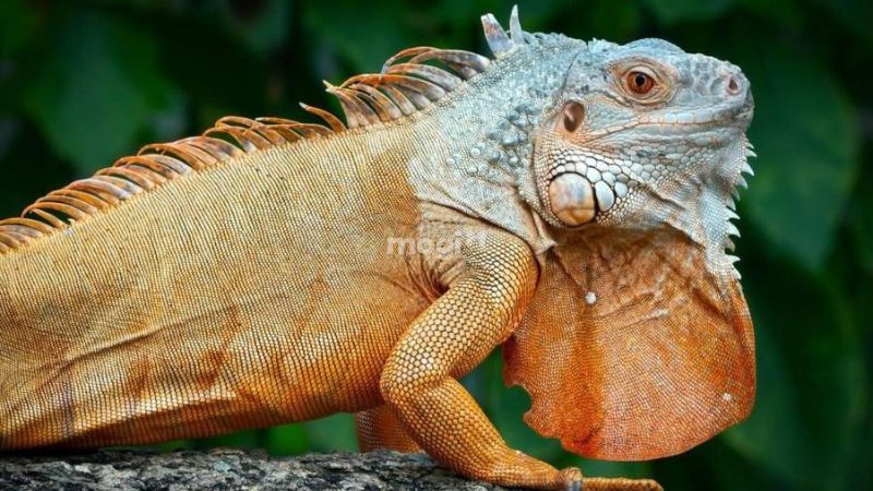 Cách đuổi kỳ nhông nhẹ nhàng, hiệu quả