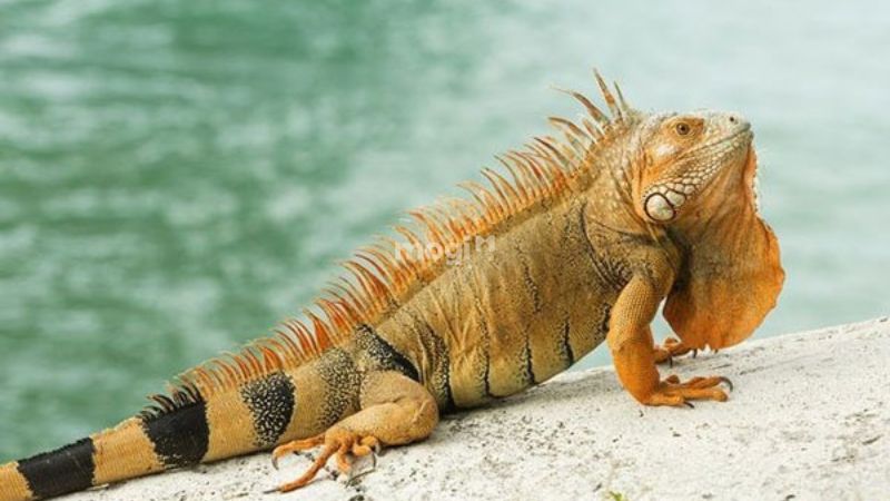 Kỳ nhông vào nhà ban đêm