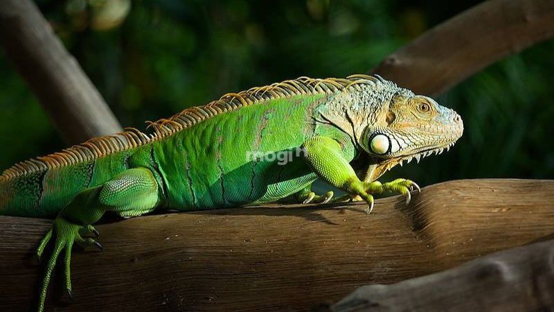 Kỳ nhông là con gì? Có độc không?