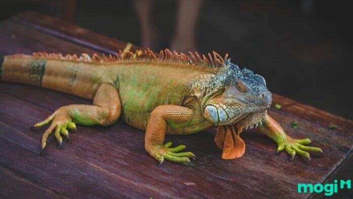 Kỳ nhông vào nhà là điềm gì? Góc nhìn phong thủy và con số may mắn