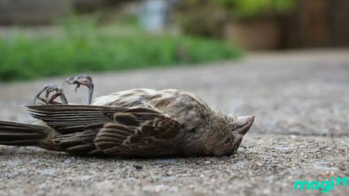 Chim chết trước cửa nhà là điềm gì?