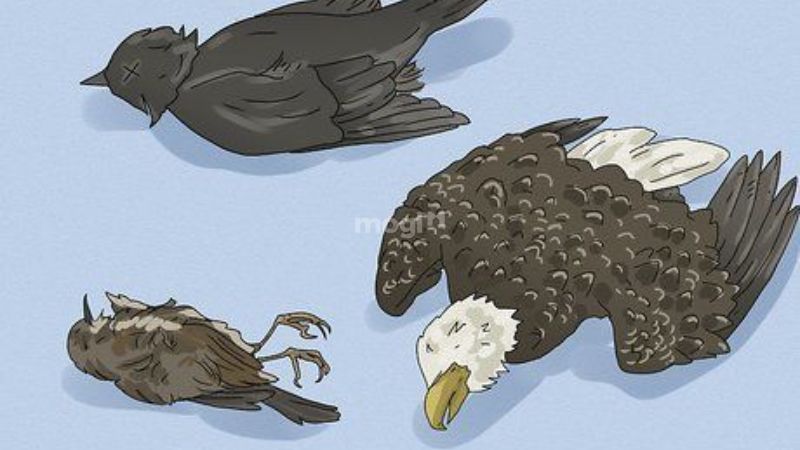 Chim chết trước cửa nhà là điềm gì? Lời giải và con số may mắn 3 Với người Mỹ bản địa, chim chết trước cửa nhà là dấu hiệu của sự thay đổi lớn.