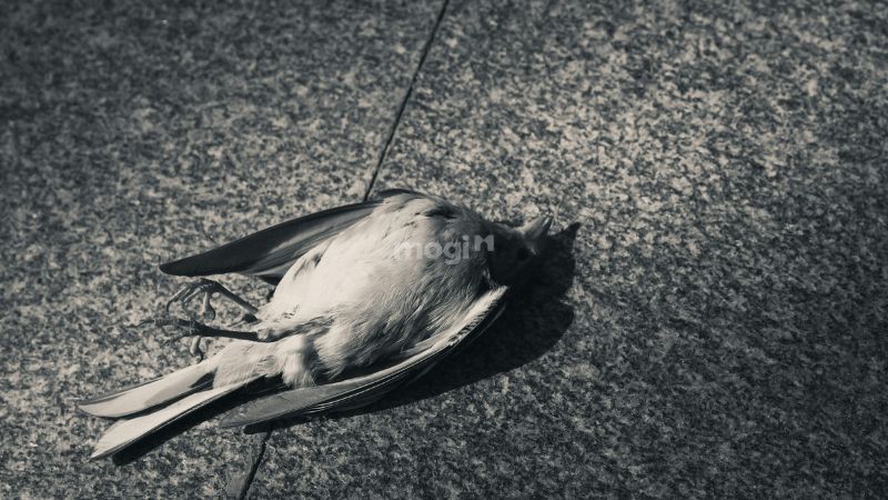 Chim chết trước cửa nhà là điềm gì? Lời giải và con số may mắn 5 Đối với các tín đồ Kitô giáo, chim chết thường được coi là cảnh báo về những sự kiện tiêu cực sắp xảy đến.