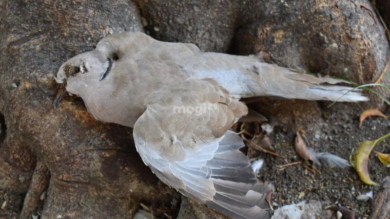 Chim chết trước cửa nhà là điềm gì? Lời giải và con số may mắn 7 Một số mẹo dân gian trừ tà