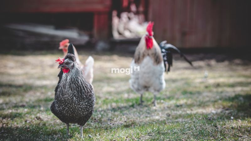 Giải mã chi tiết hiện tượng gà vào nhà là điềm gì?