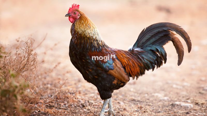 Lý giải gà vào nhà dưới góc nhìn khoa học