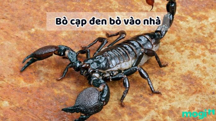 Bò cạp đen bò vào nhà là điềm gì? Giải mã ý nghĩa và con số may mắn