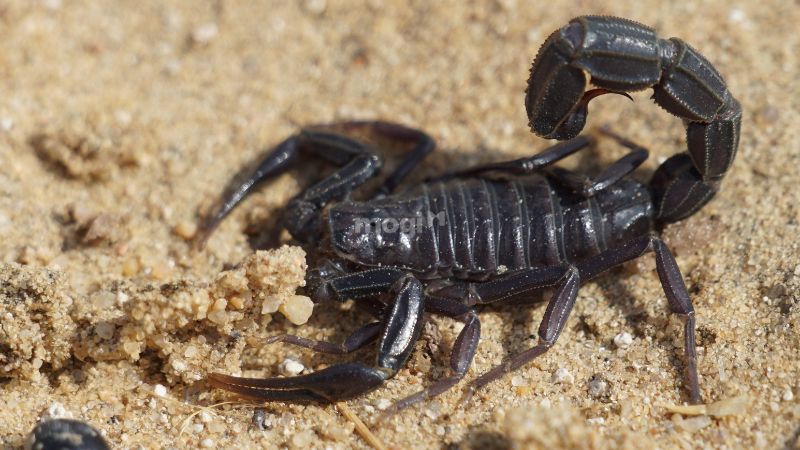 Đặc điểm loài bò cạp đen