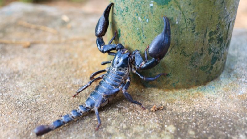 Bò cạp đen bò vào nhà là điềm gì?