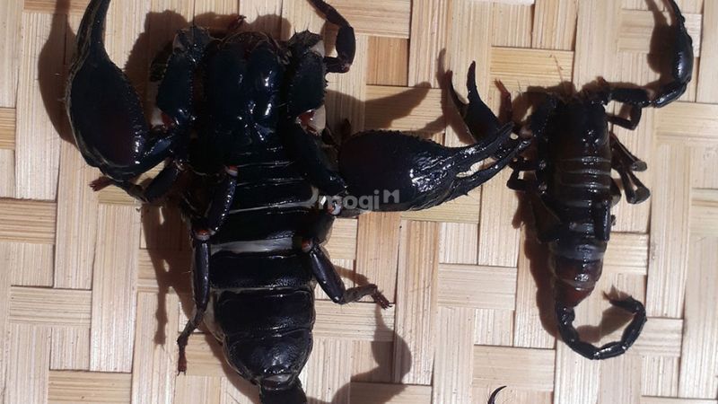 Điềm báo bò cạp đen bò vào nhà ban ngày