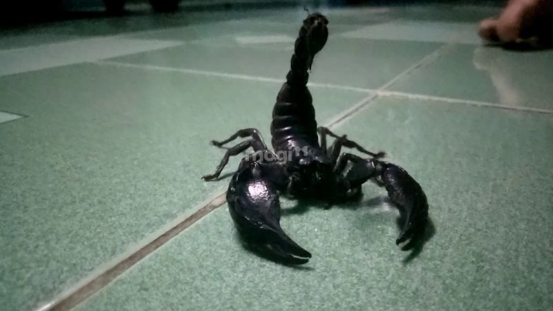 Điềm báo bò cạp đen bò vào nhà ban đêm