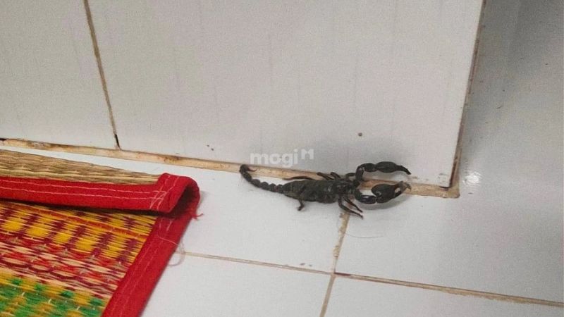 Điềm báo bò cạp đen bò vào phòng ngủ hoặc bàn thờ
