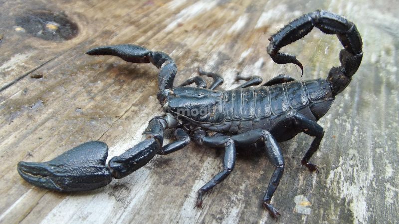 Cách hóa giải điềm báo bò cạp đen nếu cảm thấy bất an