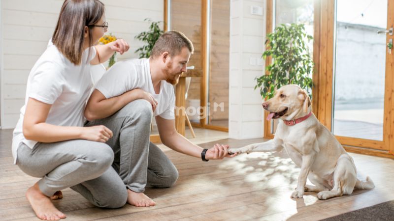 Nên làm gì khi có chó lạ vào nhà?
