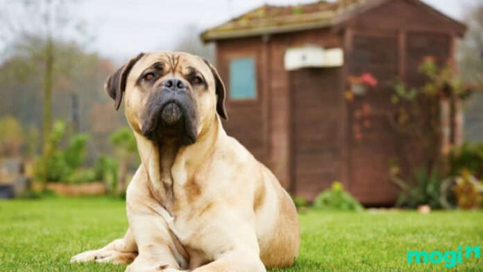 Chó vào nhà là điềm gì? Giải mã điềm báo tốt xấu theo phong thủy và tâm linh