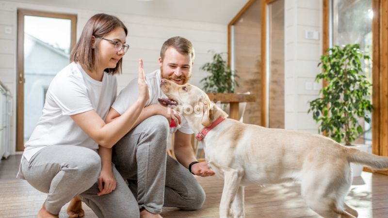 Chó vào nhà là điềm gì?