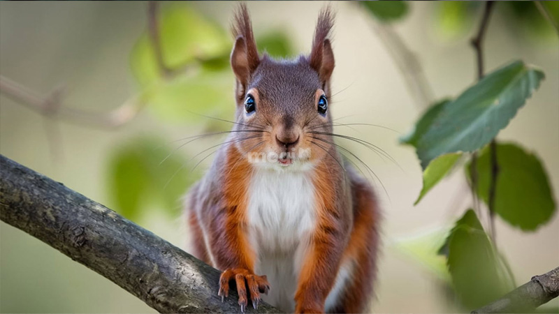 Sóc vào nhà thì nên làm gì?