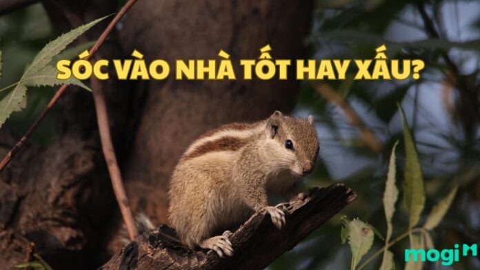 Sóc vào nhà tốt hay xấu?