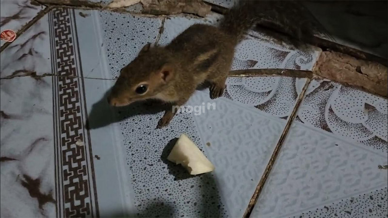 Sóc vào nhà tốt hay xấu?