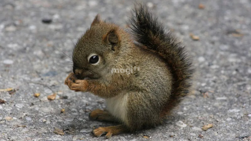 Một số lý do dẫn đến việc sóc vào nhà dân