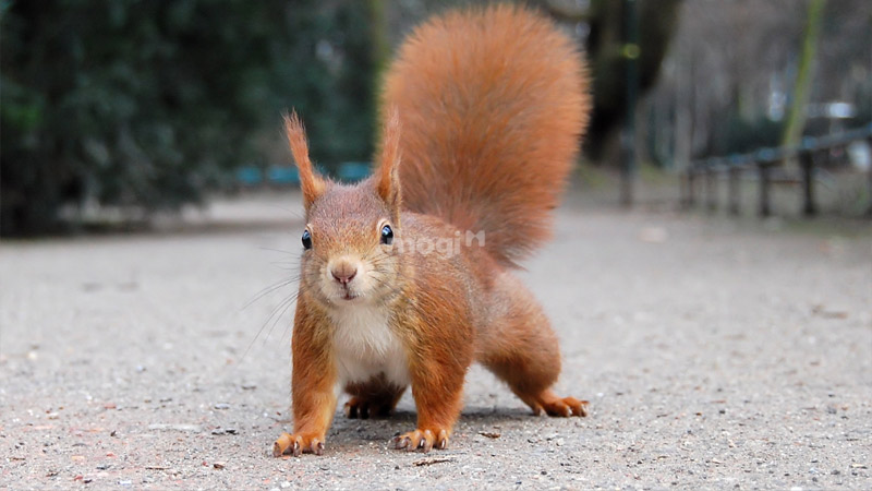 Một vài con số may mắn liên quan đến loài sóc