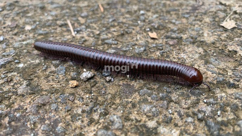 Một số câu hỏi thường gặp về cuốn chiếu và giải đáp