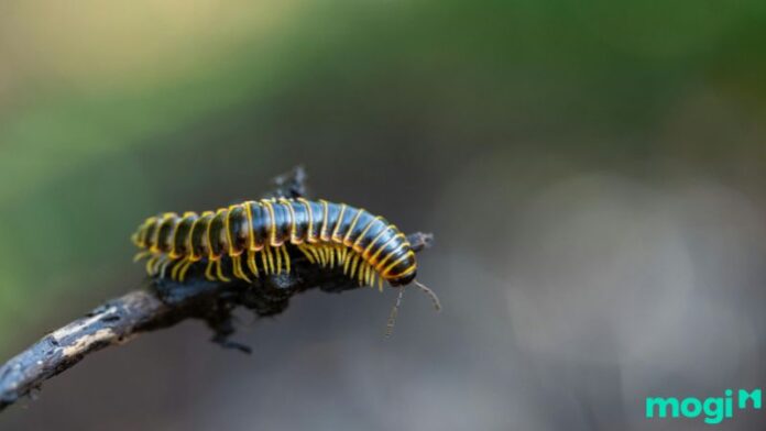 Cuốn chiếu bò vào nhà là điềm gì? Cách xử lý nhanh và đúng