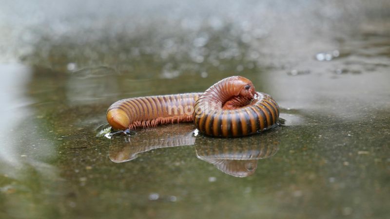 Cuốn chiếu bò vào nhà là điềm gì?