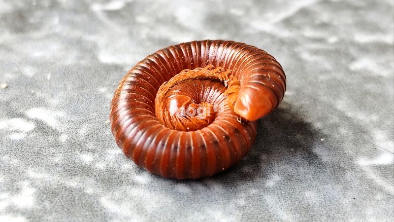 Tại sao cuốn chiếu bò vào nhà?